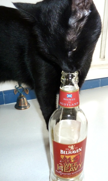 Black cat licking a bottle of Belhaven Wee Heavy Scottish Ale.