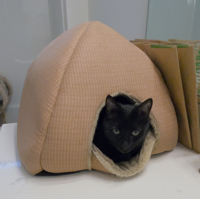 Black cat with only his head visible, sitting in a fluffy pyramid-shaped nest and looking annoyed.