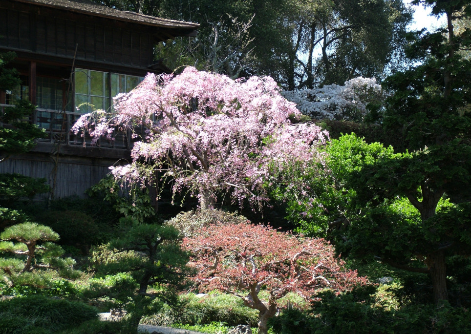 Hakone Gardens, a Japanese-style garden in California.
