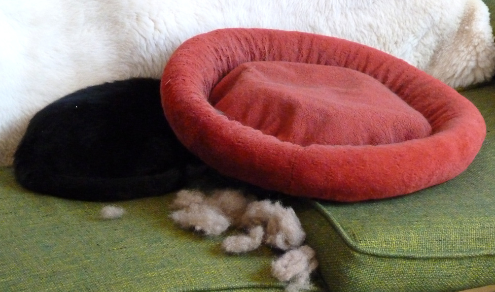 An old couch, a small red cat nest, a pile of stuffing, and a black cat with only his rear two-thirds visible