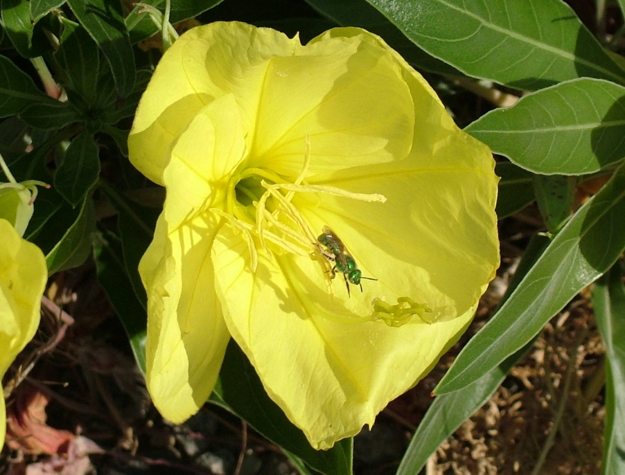 Small metallic green bee, sitting on a large yellow flower. 'Special characters' @ for testing & $1.99.