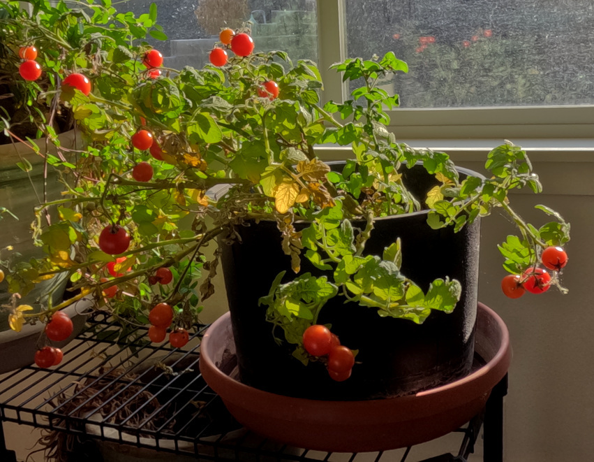Pot of dwarf tomato plants on a shelf near a window, with many red cherry tomatoes.