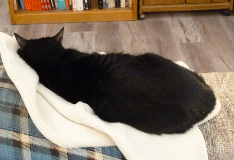 Sleeping black cat atop yellowed-white jacket