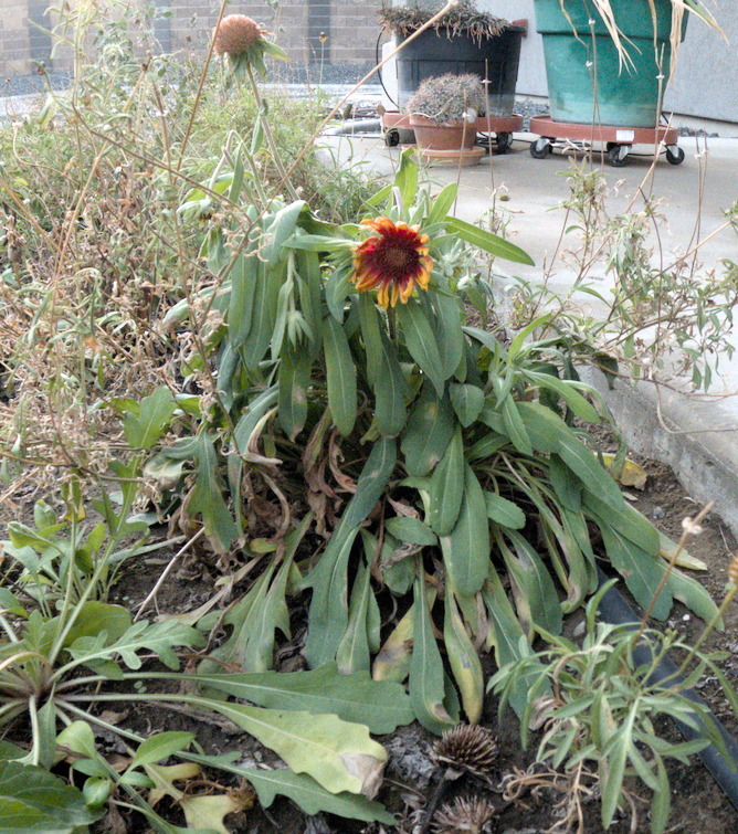 A jumble of small frostbitten plants, and a single daisy-like flower with dark-red petals shading to gold at the tips.