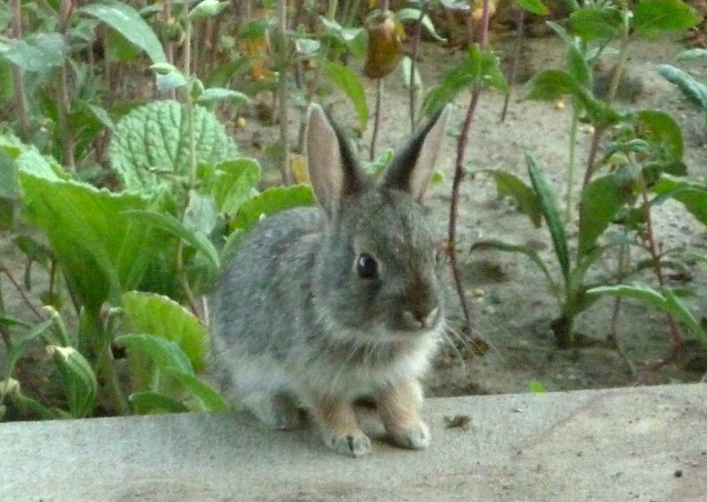 Baby cottontail rabbit, not much larger than the surrounding seedlings