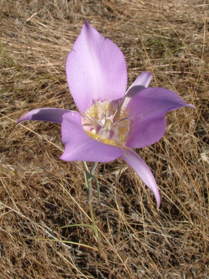 Pale purple flower with three broad petals and three narrow sepals.