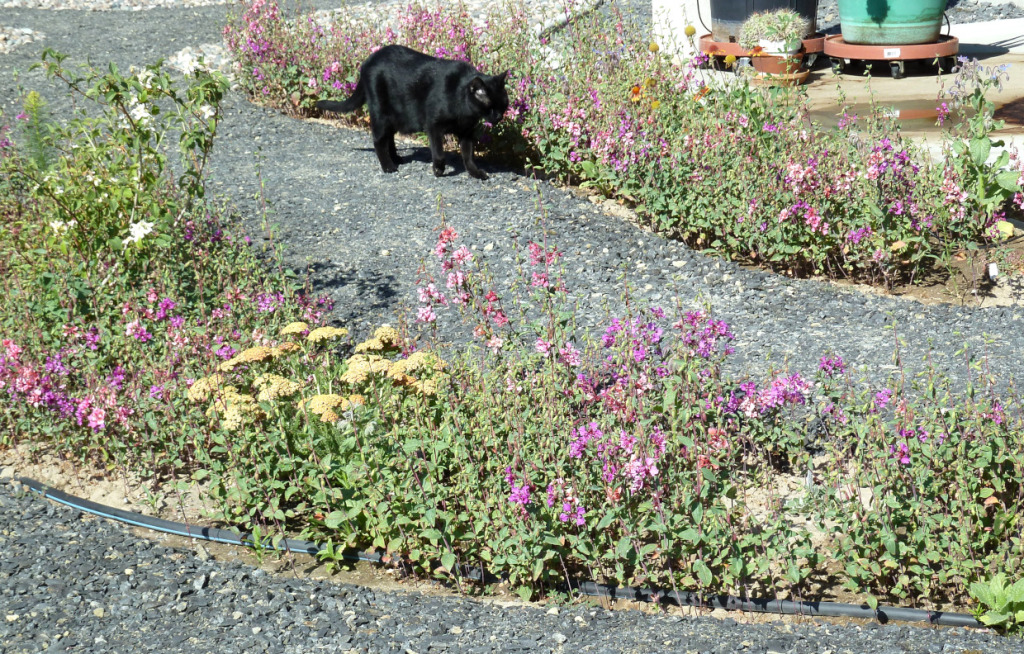 Assorted straggly flowers along a gravel path, with black cat guardian